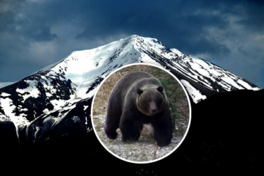 DRAMA NA SKIJANJU! Medved napao skijašicu: Razularena životinja ujela Dankinju - hitno prevezena u bolnicu!