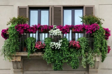 KAKO DA VAM TERASA BUDE OAZA MIRA I LEPOTE: Ovo cveće će pretvoriti vaš balkon u raj za opuštanje! (FOTO)