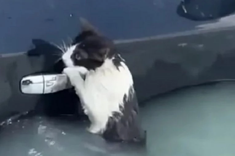 ONA JE HEROINA POPLAVA U DUBAIJU! Mačka se junački držala za kvaku automobila dok je voda nosila sve pred sobom, a onda se dogodio obrt (VIDEO)