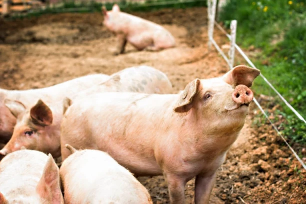 SKOČILA CENA ŽIVE VAGE PRASIĆA! Evo koliko košta KILOGRAM - izgleda standardno pred praznike!