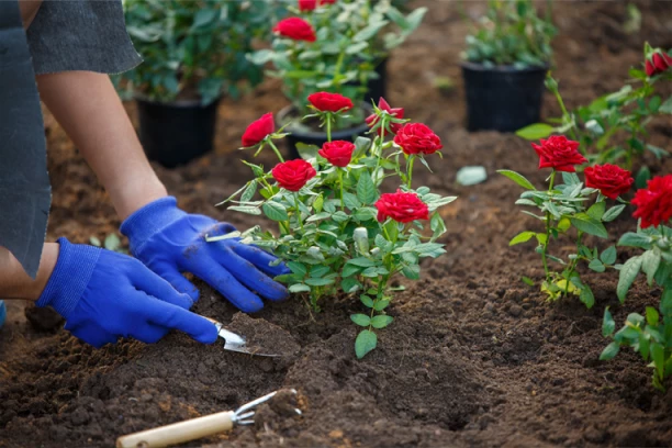 SAVETI PROFESIONALNIH BAŠTOVANA: Koje je najbolje doba za sadnju ruža
