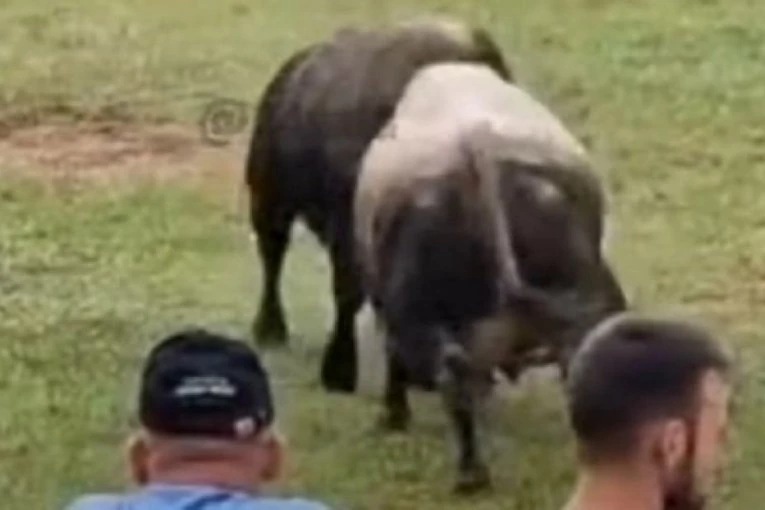 POJAVIO SE SNIMAK: Ovako je bik "izgubio glavu" i probio ogradu nasrnuvši na muškarca (VIDEO)