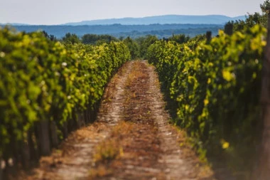 FRUŠKA WALK & WINE 2024 - OSETITE ČAR FRUŠKE GORE: Zavirite u vinsku avanturu