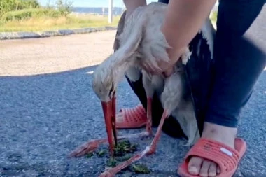 "POVREĐENA I U KOLAPSU OD SUNCA": Roda ostavljena da ugine nakon što je udarena na putu: Akcija spasavanja izmamila suze (VIDEO)