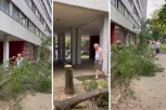 U PAPUČAMA, SA DVE TESTERE, ZA TILI ČAS ISEKAO DRVO U SRED BEOGRADA! Beograđanin bez trunske zadrške oborio stablo i ostavio ga na sred pešačke staze! (VIDEO)