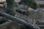 HOROR! Ženu napali vukovi dok je trčala! S teškim povredama prebačena u bolnicu! Nije pogledala tablu sa UPOZORENJEM! (VIDEO)