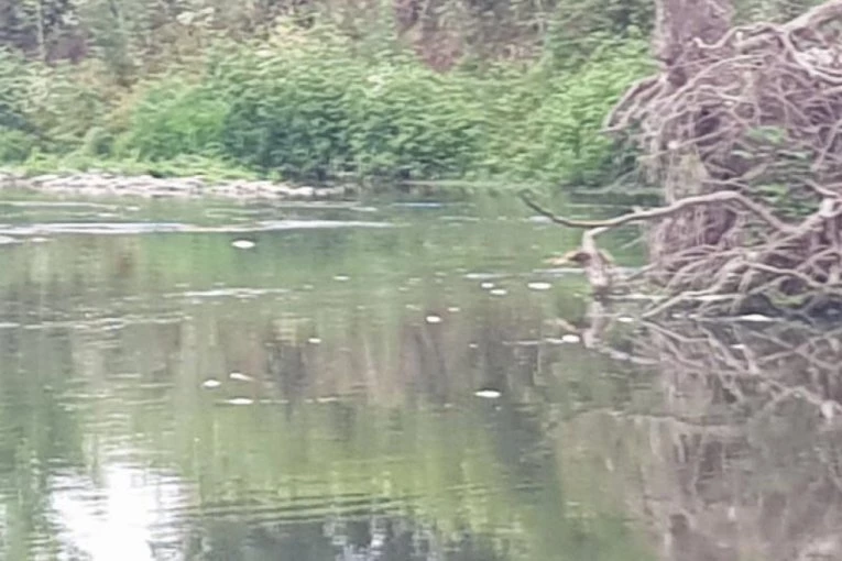 HOROR SNIMCI SA IBRA OBIŠLI SVET! RIBOČUVAR OTKRIO ŠTA SE DESILO:Radujemo se kiši i čekamo da se napune virovi duboki i do osam metara!