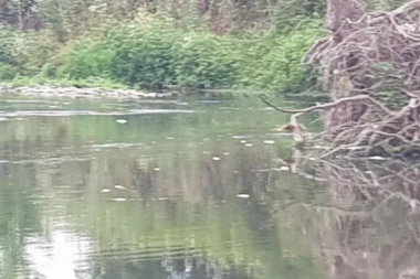 HOROR SNIMCI SA IBRA OBIŠLI SVET! RIBOČUVAR OTKRIO ŠTA SE DESILO: Radujemo se kiši i čekamo da se napune virovi duboki i do osam metara! VIDEO