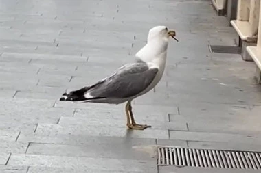 SNIMAK NIJE ZA OSETLJIVE: Kamerman vrisnuo kada je video šta galeb radi (VIDEO)