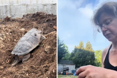 RENOVIRALI SU SVOJ DOM KADA SU VIDELI NEŠTO KAKO SE KREĆE PO ZEMLJI: Spasila je pa doživela šok