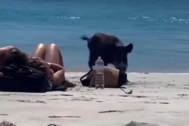 PAR RAZMENJIVAO NEŽNOSTI NA PLAŽI, A ONDA IM JE BANULA DIVLJA SVINJA! Usledila je URNEBESNA scena, a BESKRUPULOZNI kradljivac se dao u BEG! (VIDEO)