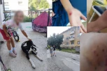 HOROR U PRIJEPOLJU: Pas lutalica izujedao devojčicu! (FOTO)