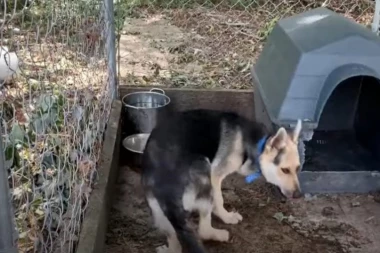 U KAVEZU JE ŽIVEO 4 GODINE: On je u tom malenom prostoru živeo, jeo i vršio nuždu od kad je bio štene