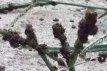 INVAZIJA KRPELJA U BAČKOJ PALANCI! Žena izašla u dvorište i umalo pala u nesvest zbog prizora! Insekti joj preplavili okućnicu, ušli i u kuću! (VIDEO)