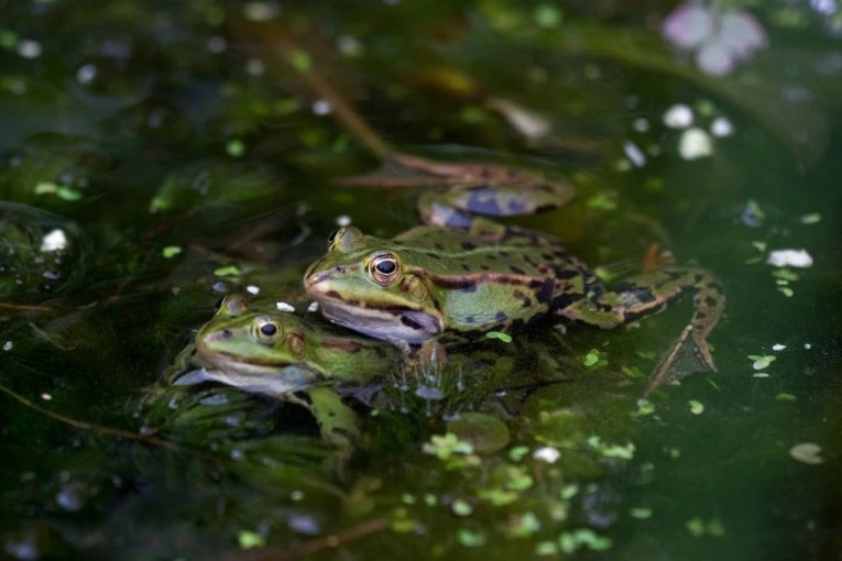 JEDU MUŽJAKE AKO IM SE NE SVIDI POZIV ZA PARENJE! "Pokušavao je da pobegne, grabio oko sebe, nije hteo da ga odvuče u rupu" (FOTO/VIDEO)