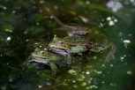 JEDU MUŽJAKE AKO IM SE NE SVIDI POZIV ZA PARENJE! "Pokušavao je da pobegne, grabio oko sebe, nije hteo da ga odvuče u rupu" (FOTO/VIDEO)