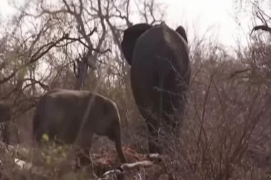 STRAVA I UŽAS NA JUGU AFRIKE: Ubijaju slonove, zebre, bivole, nilske konje, da prehrane ljude (VIDEO)