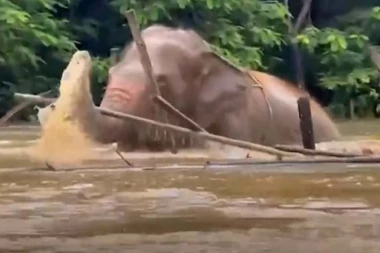 OVA SCENA POPLAVE KIDA SRCE: Slepo slonče Pinoj pokušava da se spase iz bujice, a onda mu DRUGI SLONOVI PRISKAČU U POMOĆ (VIDEO)