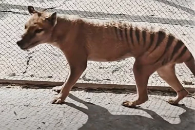 TASMANIJSKI TIGAR SE DIŽE IZ MRTVIH! Naučnici na korak od oživljavanja izumrle životinje!