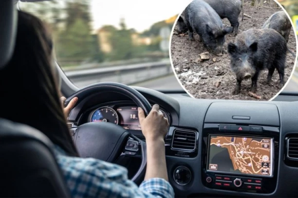 TRAGEDIJA ZA DLAKU IZBEGNUTA! Žena na auto-putu kod Smedereva u punoj brzini naletela na krdo divljih svinja! I DECA BILA U AUTOMOBILU!