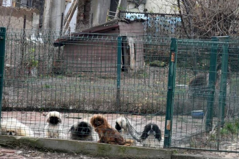 PRESEČEN LANAC KRIJUMČARENJA PASA: Pronađeno 19 odraslih pasa i 10 štenadi, vlasniku krivična prijava (FOTO)