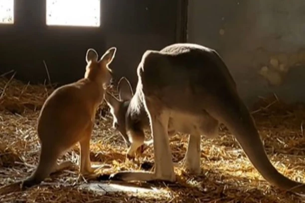 BEO ZOO VRT TRAŽI IME ZA BEBU! Stigle rode među kengure!