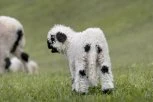 ČUDO U SRBIJI! Rodilo se jagnje sa TRI OKA u mestu kod Koceljeve, veterinar bio zatečen kad ga je ugledao! (VIDEO)