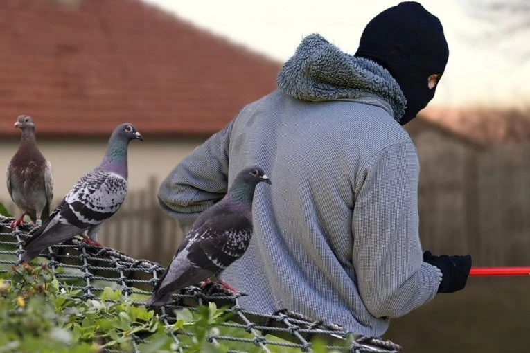 NESVAKIDAŠNJA KRAĐA U GLUVO DOBA NOĆI U VELIKOM MOKROM LUGU! Ušao je u dvorište i iz kaveza ukrao plen! (VIDEO)