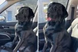 LABRADORA PROBUDILI IZ ANESTEZIJE I STAVILI U AUTO: Ono što je usledilo NIKO NIJE OČEKIVAO, ovo morate videti! (VIDEO)