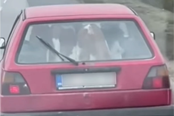 ČOVEK 'LADNO DVE KRAVE PREVOZI NA ZADNJEM SEDIŠTU AUTOMOBILA! Scenu zabeleženu kod Žablja do sada sigurno niste ni na filmu gledali! (VIDEO)