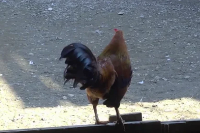 PALA ŽESTOKA VATAČINA U DVORIŠTU: Farmer dohvatio cimerku za BUTKICU, nameračio se da je RAZBUCA, pa naišao na ovu PREPREKU (VIDEO)