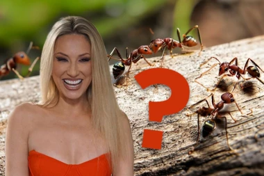 STAVITE PRST NA ČELO PRE ČITANJA OVOG PITANJA! Rada Manojlović zbunila fanove objavom o MRAVIMA! (FOTO)