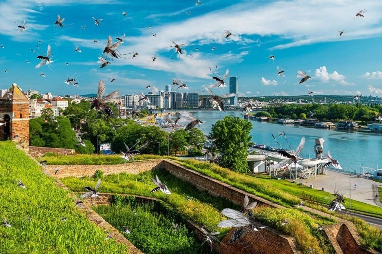 KRVOPIJE STIGLE PRE VREMENA I U ROJEVIMA NAPADAJU! Republika otkriva šta se dešava sa zaprašivanjem komaraca i da li ćemo ih se uskoro rešiti!