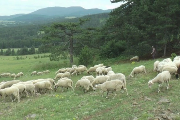 OPASNA ZARAZA PRETI CRNOJ GORI, A PRENOSE JE ŽIVOTINJE! Prvi slučajevi malteške groznice potvrđeni kod ljudi - preduzimaju se HITNE MERE!