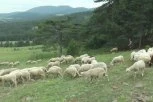 OPASNA ZARAZA PRETI CRNOJ GORI, A PRENOSE JE ŽIVOTINJE! Prvi slučajevi malteške groznice potvrđeni kod ljudi - preduzimaju se HITNE MERE!