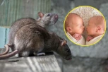 PACOVI IZUJEDALI BEBE BLIZNAKINJE! Majka zatekla devojčicu prekrivenu krvlju, a sina sa izgriženim stopalima - GLODARI SLOBODNO ŠETALI PO KUĆI